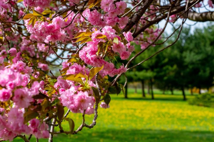 spring-3414229_1920